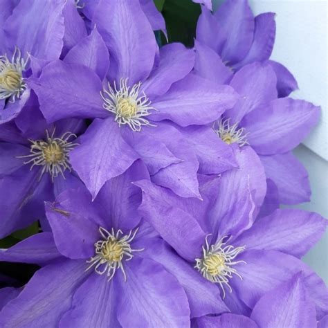 We did not find results for: Purple Passion (Clematis) | ThriftyFun