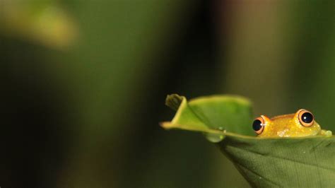 500 x 312 jpeg 27 кб. Funny Frog Wallpaper Desktop - WallpaperSafari