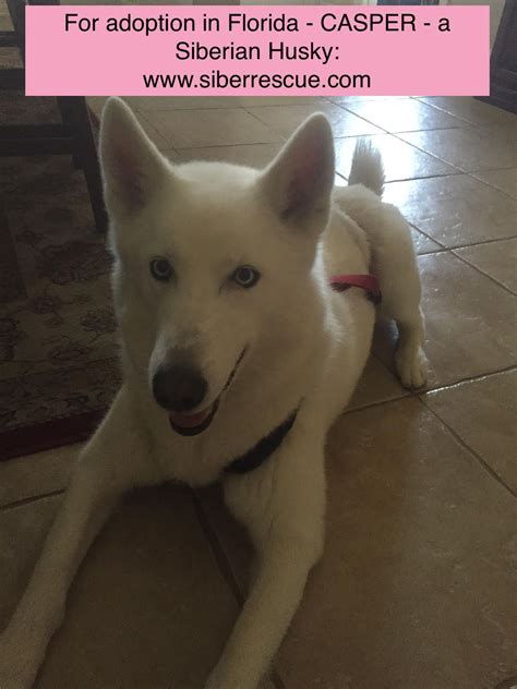 Look here to find a siberian husky breeder who. Our Central Florida Siberian Husky Rescue has beautiful ...