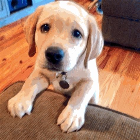 Maybe you would like to learn more about one of these? dog: Sad Puppy Dog Face Gif