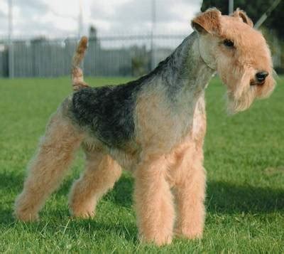 The lakeland terrier is a very friendly breed. Cute Funny Animalz: Lakeland Terrier Puppies Pictures 2012