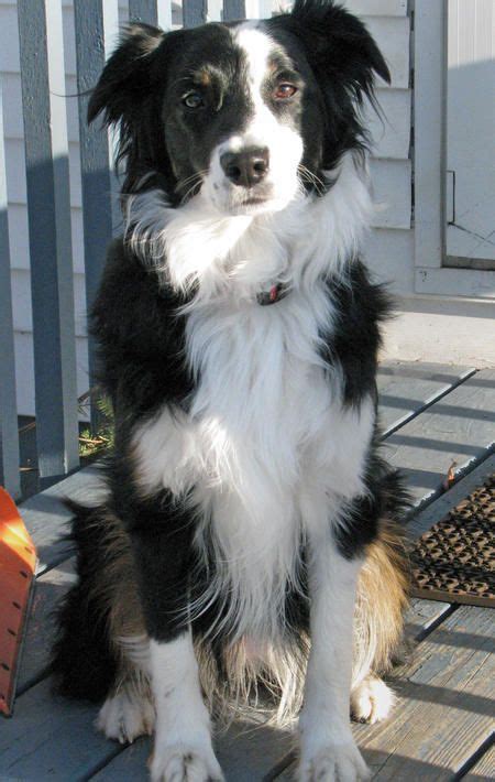 Hi, i'm looking for a male border aussie (border collie australian shepherd mix). Zappa the Border Collie Mix Pictures 217006 | Collie ...