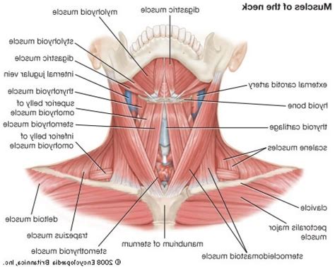 Human muscle system, the muscles of the human body that work the skeletal system, that are under voluntary control, and that are concerned with movement, posture, and balance. Human Neck Muscles Diagram | Muscles of the neck, Neck ...