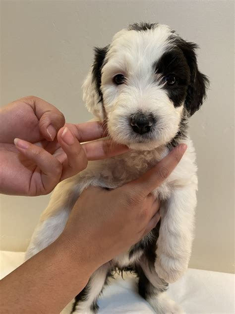 Puppies and dogs in california. Old English Sheepdog Puppies For Sale | Indio Springs ...