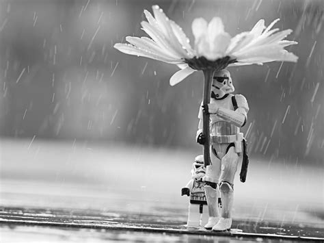 Did you scroll all this way to get facts about star wars flowers? Pin by Ben Haldenby on Persons. | Star wars, Art, Stormtrooper