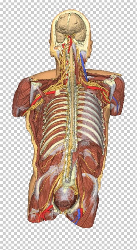 The torso or trunk is an anatomical term for the central part, or core, of many animal bodies (including humans) from which extend the neck and limbs. Torso Anatomy Diagram / Muscles Of The Neck And Torso ...