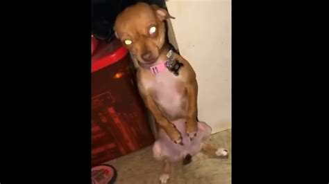 Maybe you would like to learn more about one of these? Dog finds and eats weed edibles and quickly realises the ...