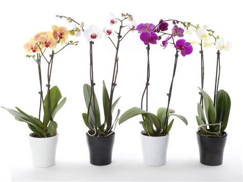 Orkidean hoito - näillä ohjeilla saat sen kukkimaan upeasti | Yhteishyvä