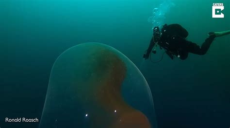 A strange, undulating blob found in the waters of ørstafjorden in norway has turned out to be a rare sight: Divers Film A Rare Glimpe Of Giant Squid Egg With Thousands Of Babies Inside | Klipland.com