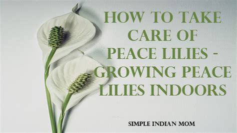 Keep the soil consistently moist but not soggy. How To Take Care Of Peace Lilies - Growing Peace Lilies ...