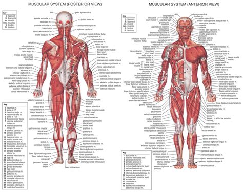 Human muscle system, the muscles of the human body that work the skeletal system, that are under voluntary control, and that are concerned with the anterior and middle scalene muscles, which also are located at the sides of the neck, act ipsilaterally to rotate the neck, as well as to elevate the first rib. Human Anatomy Diagram. Our Exploration Human Anatomy ...