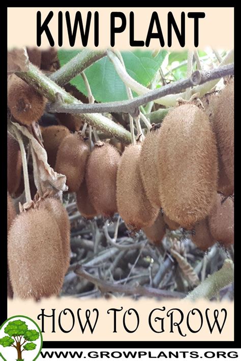 We did not find results for: Kiwi fruit - How to grow & care