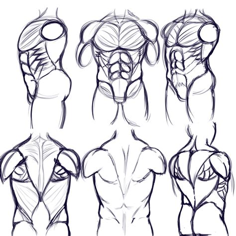 1024 x 1188 jpeg 182 кб. Torso Anatomy Drawing : This isn't reference sheet for ...