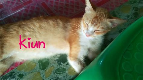 Sudah mengeluarkan semua ide tapi tetap belum menemukan nama yang cocok? NAMA NAMA KUCING SAYA | NAMA KUCING YANG INDAH DAN COMEL ...