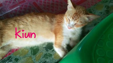 Royal canin dewasa maine coon: NAMA NAMA KUCING SAYA | NAMA KUCING YANG INDAH DAN COMEL ...