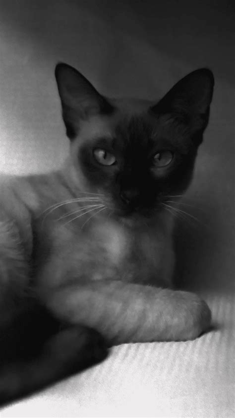 In unserem rasseportrait erfahrt ihr alles. Siamkatze Foto & Bild | tiere, haustiere, katzen Bilder ...