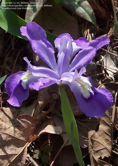 There are 22915 iris flowers for sale on etsy, and they cost $26.78 on. PlantFiles: Picture #17 of Dwarf Crested Iris (Iris ...