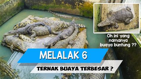 3 biawak moden terbesar di dunia. MELALAK #6 : Penangkaran Buaya terbesar di dunia ada di ...