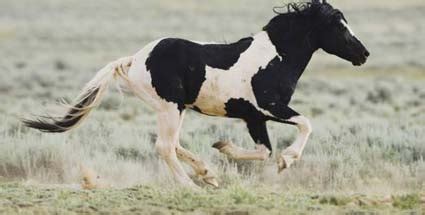 Das mustang pferd gilt als wildpferd, das sich in teilen der usa in der wildnis frei bewegt. Pferderassen: Mustangs - Wildpferde werden vermittelt