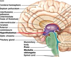 The diencephalon is a part of brain situated cranial to the midbrain and is more or less totally encompassed by the cerebrum. Chapter 12b - The Central Nervous System Flashcards | Quizlet