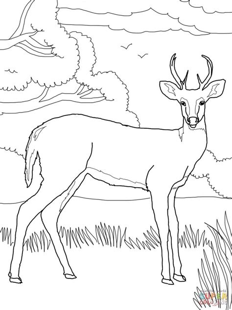 You can now print this beautiful easy whitetail coloring page or color online for free. Whitetail Deer coloring page | Free Printable Coloring ...