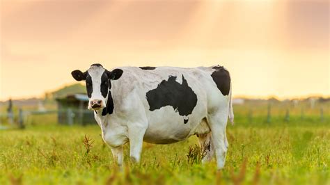 Video 4k e hd pronti per qualsiasi montaggio video digitale. How a Cow's Stomach Could Help Your Health and the ...