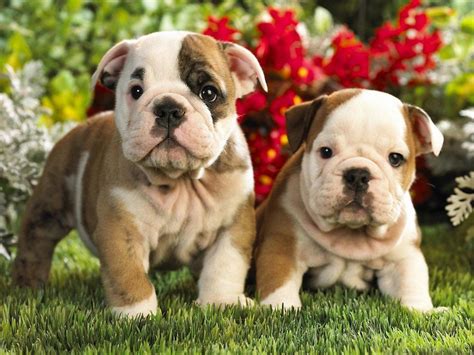 Is The American Bulldog Puppy Your Perfect Companion?