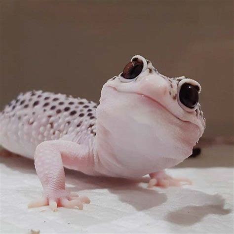 For a single leopard gecko, your tank should be (at absolute minimum) 20 gallons. 74 Cute Leopard Gecko Compilation That Will Melt Your ...