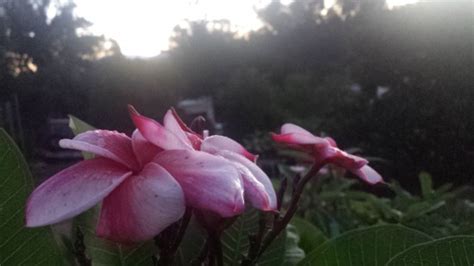 Plumeria, also known as frangipani or hawaiian lei flower, is an exotic tropical plant that is easy to grow. Look to the sky! (photo tip) - Plumeria Care