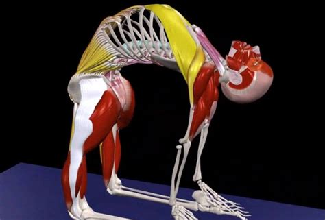 Further, lengthen down the back pelvis to the tail bone. Muscle&Motion YOGA - Camel Pose - Ustrasana | Facebook