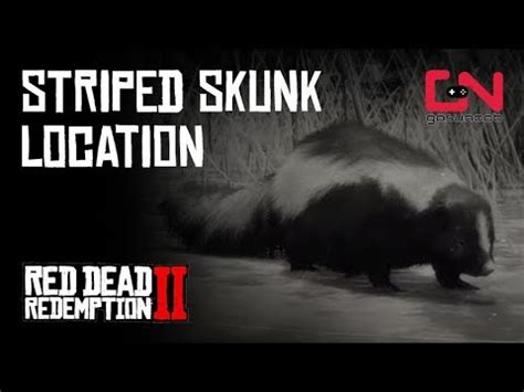 The striped skunk is an extremely common animal that can be found near rhodes, braithewaite manor, caliga hall, the western side of new hanover, annessburg and its surroundings and in areas to the west of blackwater. Skunk Look Rdr2 / Red dead 2 striped skunk locations, where you can find and what you can craft ...