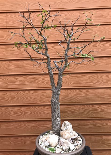 Natural succulent bonsai tree from madagscar with thickened roots; Sweetgum and Pines - gardening in the North Carolina piedmont