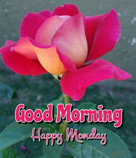 Get the variety of good morning monday flowers to download for whatsapp status, to foward on facebook, cheer up monday flowers for friends at goodmorningflowers.com. Pin by Narasimharao Tatiparthi on Good Morning in 2020 ...