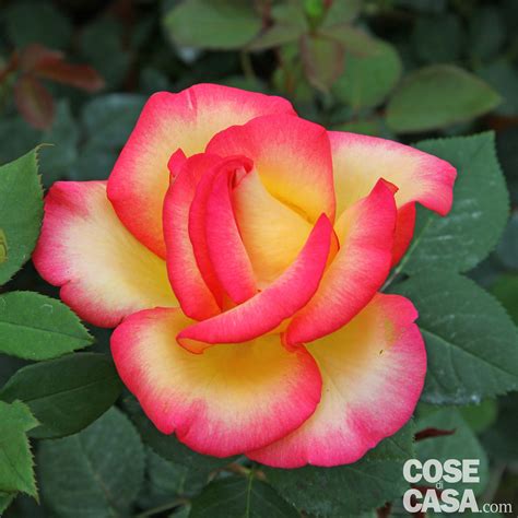 Un tipo di fiore molto bello simile alla dalia, ma ad agosto fiori rosa fiori esotici rose gialle rose meravigliose coltivare i fiori fiori colorati fioristi piante da fiore. Rose per sorprenderci, da piantare a marzo - Cose di Casa