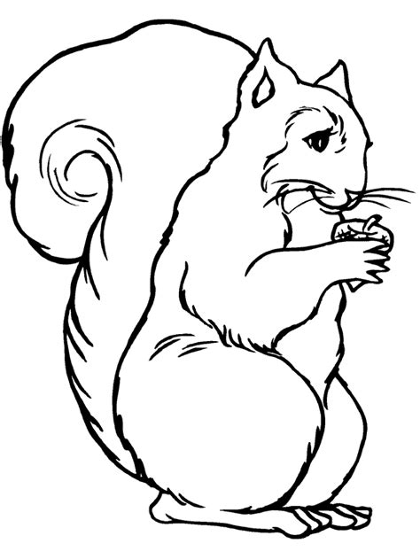 Drawing and coloring exclusively for children. Free Printable Squirrel Coloring Pages For Kids | Squirrel ...