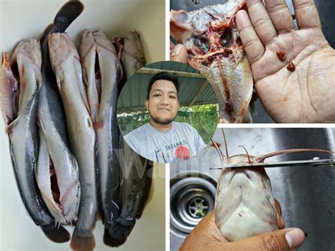 Selain sedap diolah menjadi aneka masakan seperti sup ataupun gulai, dagingnya pun nikmat dibuat menjadi kerupuk. Cara Sebenar Siang Ikan Keli, Kena Buang Darah Beku ...