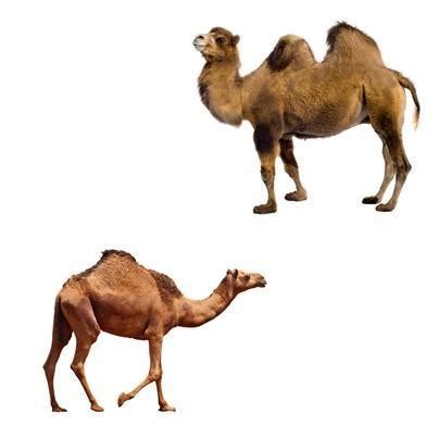 If a camel uses the fat. Pin on Tips: Writing & Language