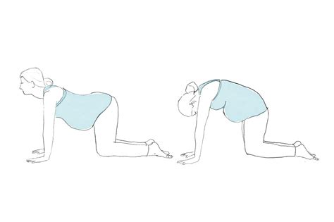 Basic yoga poses cat cow time to hit the yoga mat if you are suffering with back pain. Cat Cow Yoga Pose Pregnancy