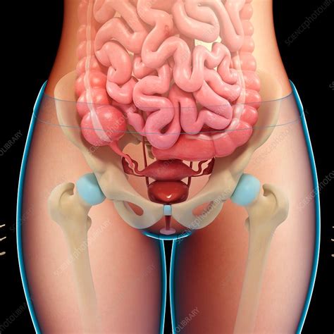 This life size six part model of a female pelvis represents detailed information about the topography of bones, ligaments, vessels, nerves, pelvic floor muscles and. Female pelvic organs and bones, illustration - Stock Image ...