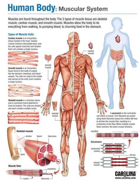 Learn all about human muscles and how they work. Muscular System - Carolina Biological Supply - A&P Teacher ...