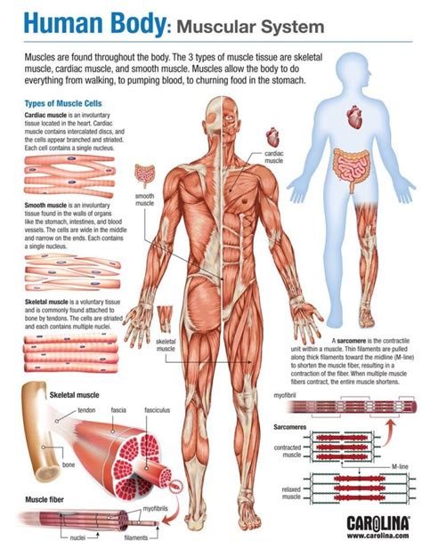 Anterior muscles of the lower leg, lateral fibularis group and posterior muscles of the lower le. Muscular System - Carolina Biological Supply - A&P Teacher ...