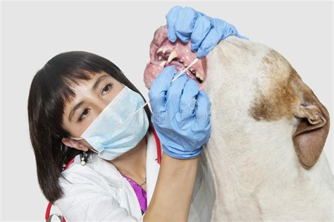 У меня в детстве и… отвечает doktor.ru. Frau Mit Hund Und Doktor An Der Tierarztklinik Stockbild ...