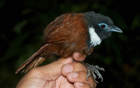 Suara burung tepus pipi perak jantan. Suara Tepus Pipi Perak Betina - Burung tepus pipi perak ...