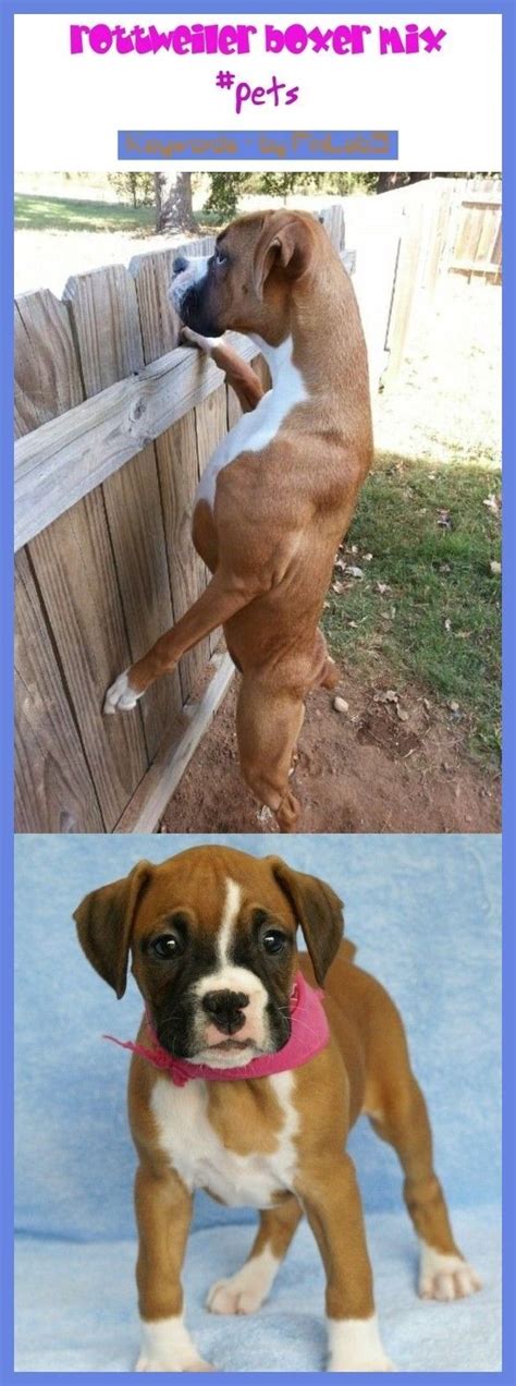 You can find a bullboxer pit that is solid brown, tan, fawn, black, or a mixture of these colors along with white patterns on their chests. Advice for dads #rottweiler #Boxer rottweiler Boxer mix ...