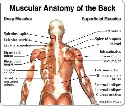 Front view of muscles, skeleton, organs, nervous system. Back Anatomy: All About the Back Muscles | Articles on Health