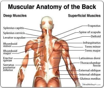 Below are two human body muscle diagrams, showing the front and back of the body. Back Anatomy: All About the Back Muscles | Articles on Health
