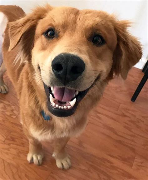 Golden retriever · san diego, ca. Gollie dog for Adoption in San Diego, CA. ADN-502580 on ...