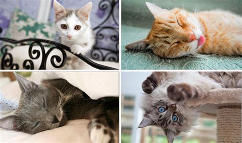 How much does cat litter cost? How much are cat owners willing to fork out for a luxury ...