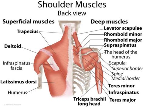 This diagram depicts shoulder muscle diagram. Schouderklachten - Beweging.tv