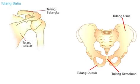 By azzahra rahmahposted on january 25, 2020january 25, 2020. Rangka Manusia dan Fungsinya - Materi Pelajaran SD